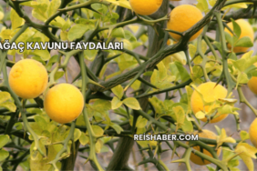 Ağaç Kavunu Faydaları