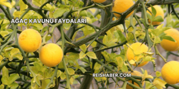 Ağaç Kavunu Faydaları