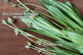 Baş Otunun Faydaları Nelerdir?