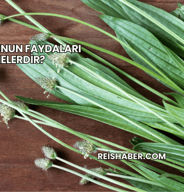 Baş Otunun Faydaları Nelerdir?