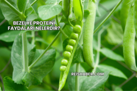 Bezelye Proteini Faydaları Nelerdir?