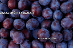 Çakal Eriğin Faydaları