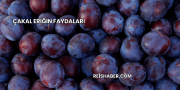 Çakal Eriğin Faydaları