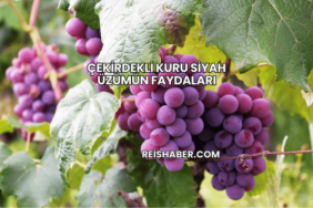 Çekirdekli Kuru Siyah Üzümün Faydaları