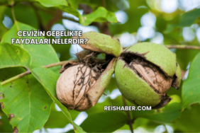 Cevizin Gebelikte Faydaları Nelerdir?
