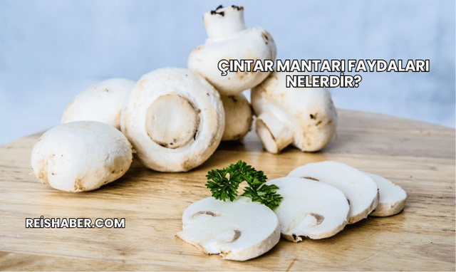 Çıntar Mantarı Faydaları Nelerdir?