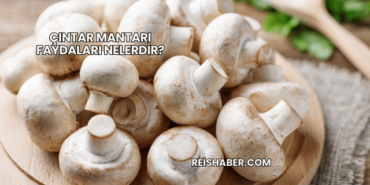 Çıntar Mantarı Faydaları Nelerdir?