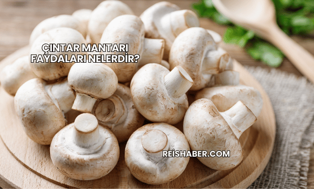 Çıntar Mantarı Faydaları Nelerdir?