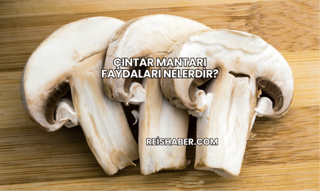 Çıntar Mantarı Faydaları Nelerdir?