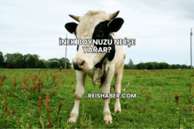 İnek Boynuzu Ne İşe Yarar?