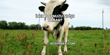 İnek Boynuzu Ne İşe Yarar?