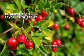 Kuşburnu Reçelinin Faydaları Nelerdir?