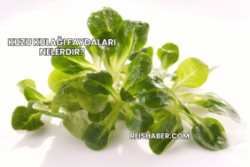 Kuzu Kulağı Faydaları Nelerdir?