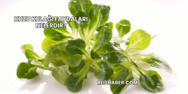 Kuzu Kulağı Faydaları Nelerdir?