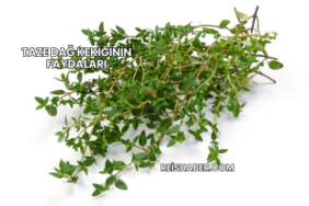 Taze Dağ Kekiğinin Faydaları