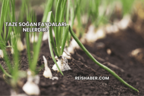 Taze Soğan Faydaları Nelerdir?