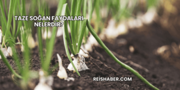 Taze Soğan Faydaları Nelerdir?